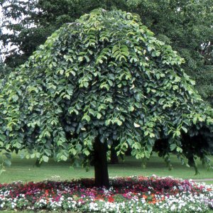 Brest horský (Ulmus glabra) ´CAMPERDOWNII´ - výška 220-250 cm, obvod kmeňa: 4/6 cm, kont. C10/12L